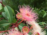 Eucalyptus, radiata